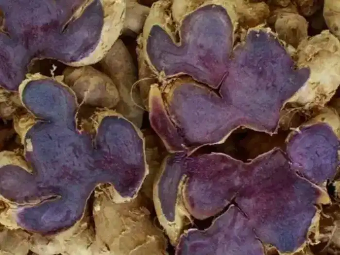 How Black Ginger Enhances Muscle Strength and Endurance?